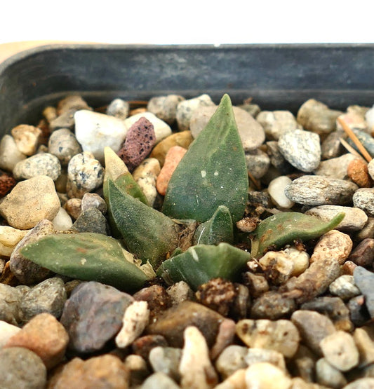 Ariocarpus retusus cv CAULIFLOWER (seedling) 215