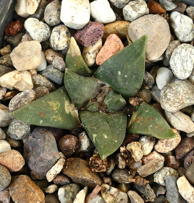 Ariocarpus retusus cv CAULIFLOWER (seedling) 215