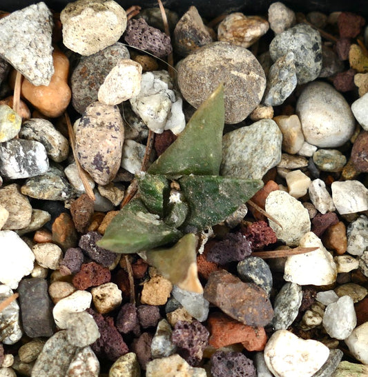 Ariocarpus retusus cv CAULIFLOWER (seedling) 215