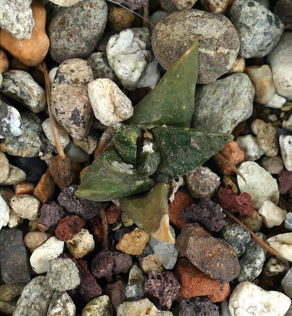 Ariocarpus retusus cv CAULIFLOWER (seedling) 215