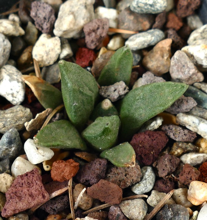 Ariocarpus retusus cv CAULIFLOWER (seedling) CL913