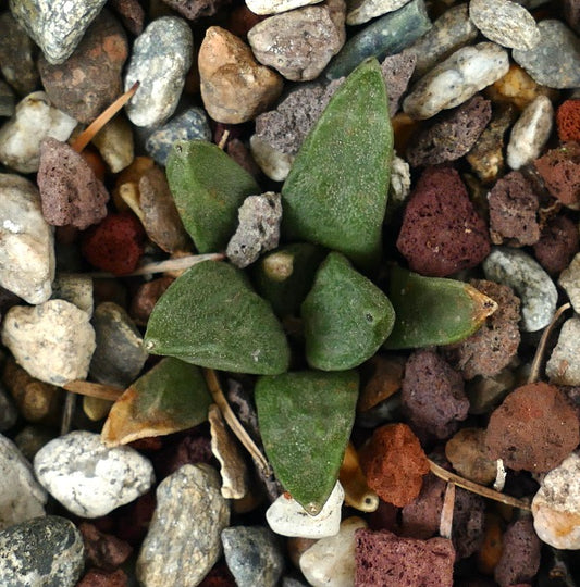 Ariocarpus retusus cv CAULIFLOWER (seedling) CL913