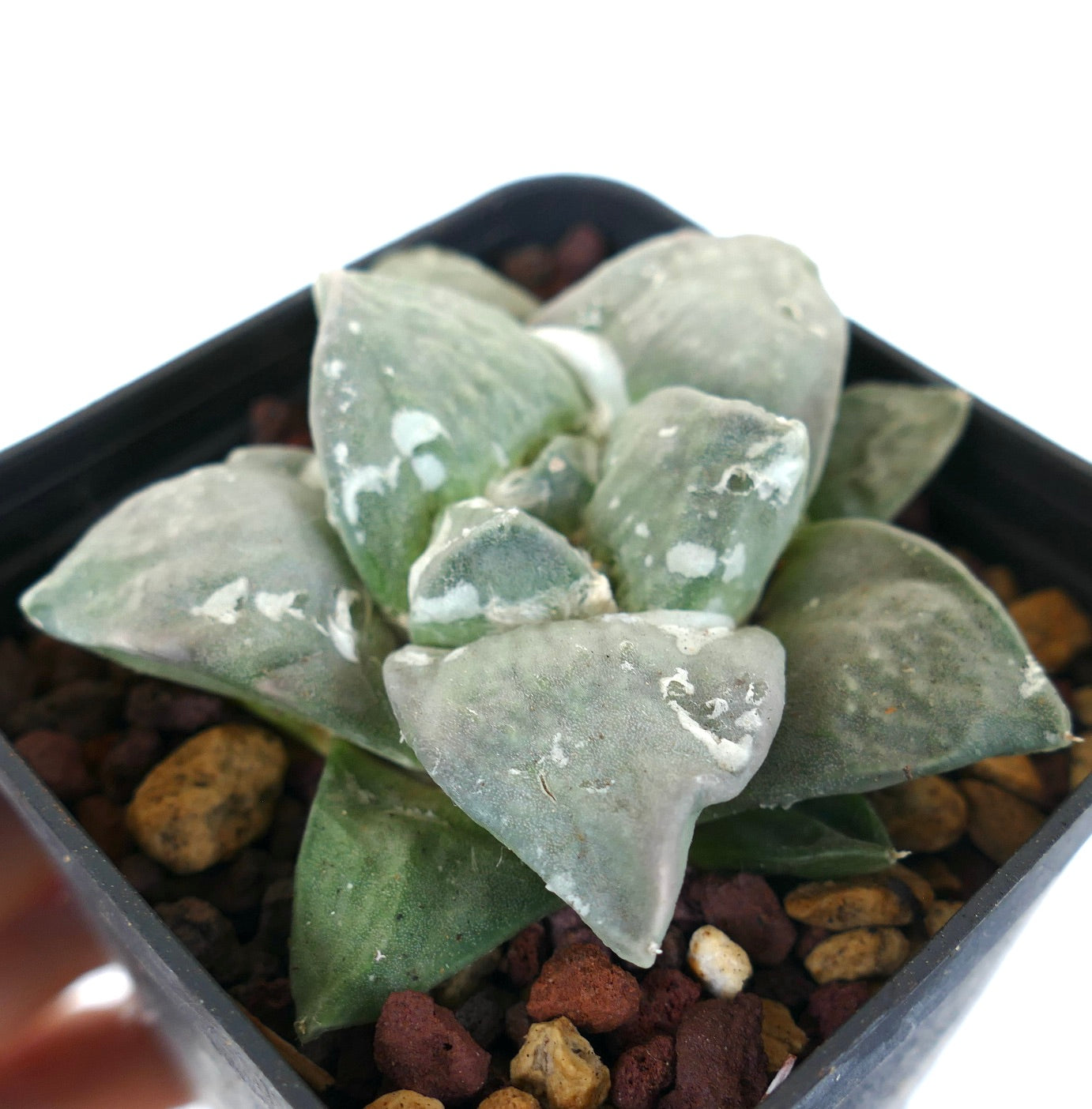 Ariocarpus retusus cv FRUMUDOSU X Ariocarpus GREY CAULIFLOWER