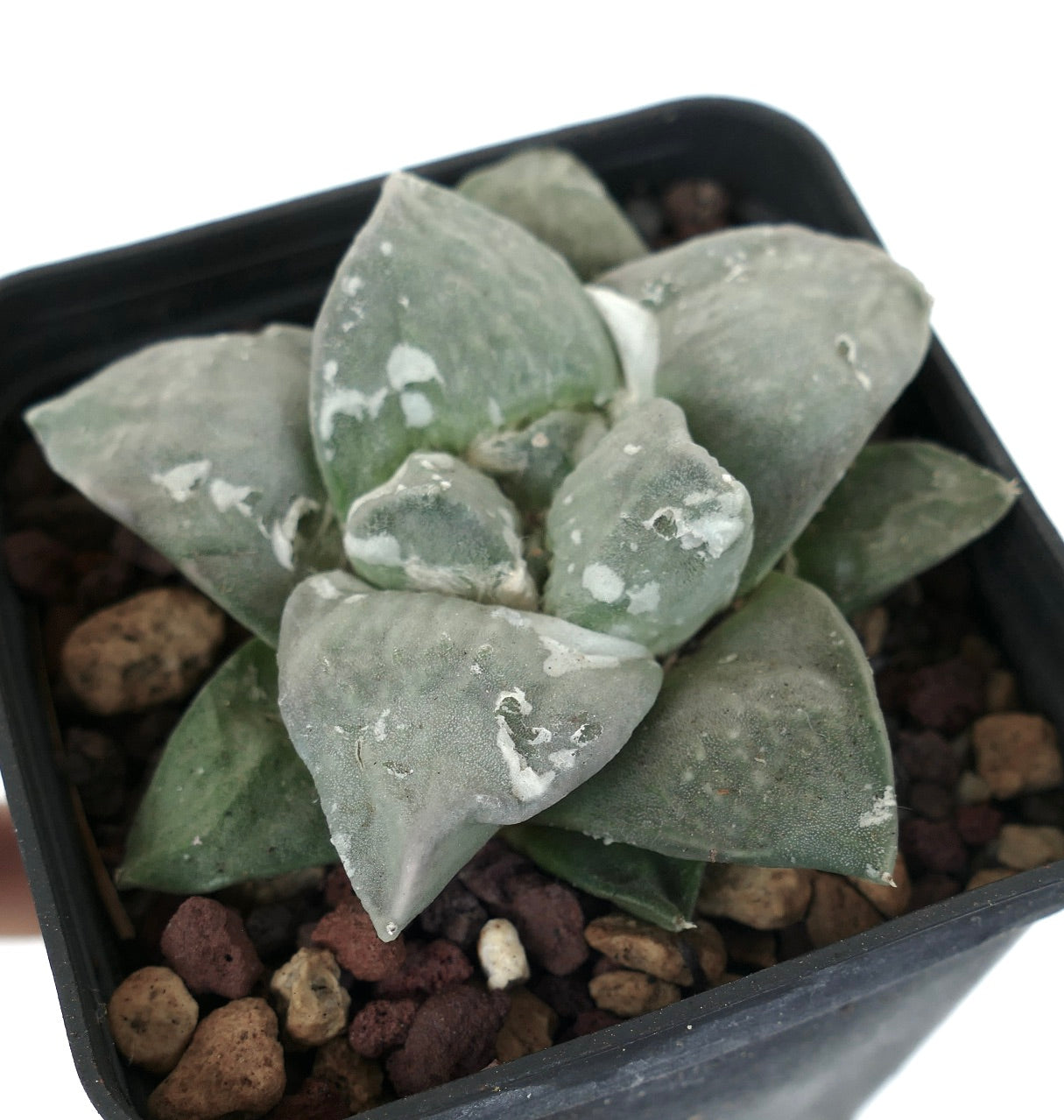 Ariocarpus retusus cv FRUMUDOSU X Ariocarpus GREY CAULIFLOWER