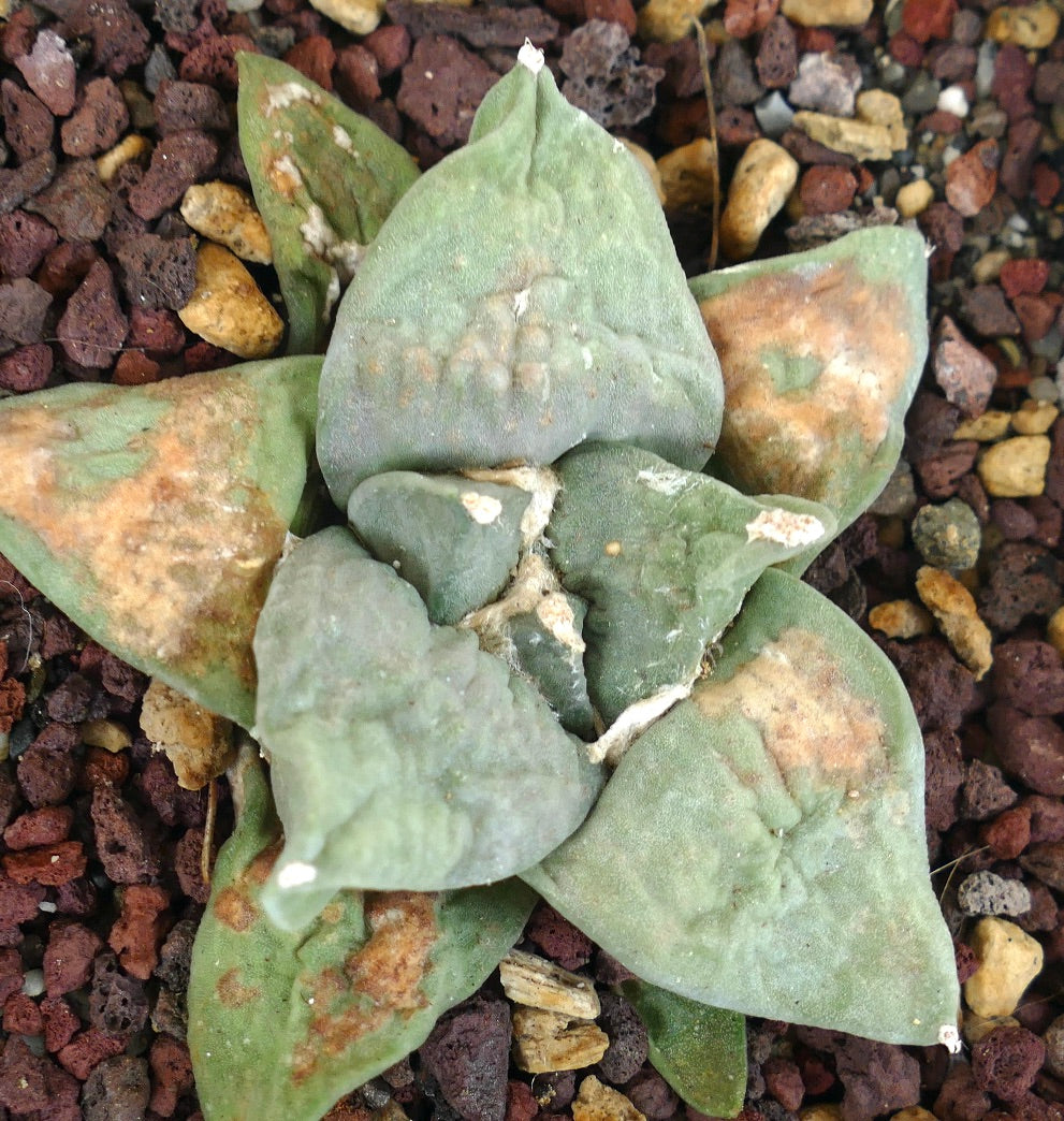 Ariocarpus retusus cv FRUMUDOSU X Ariocarpus retusus CAULIFLOWER