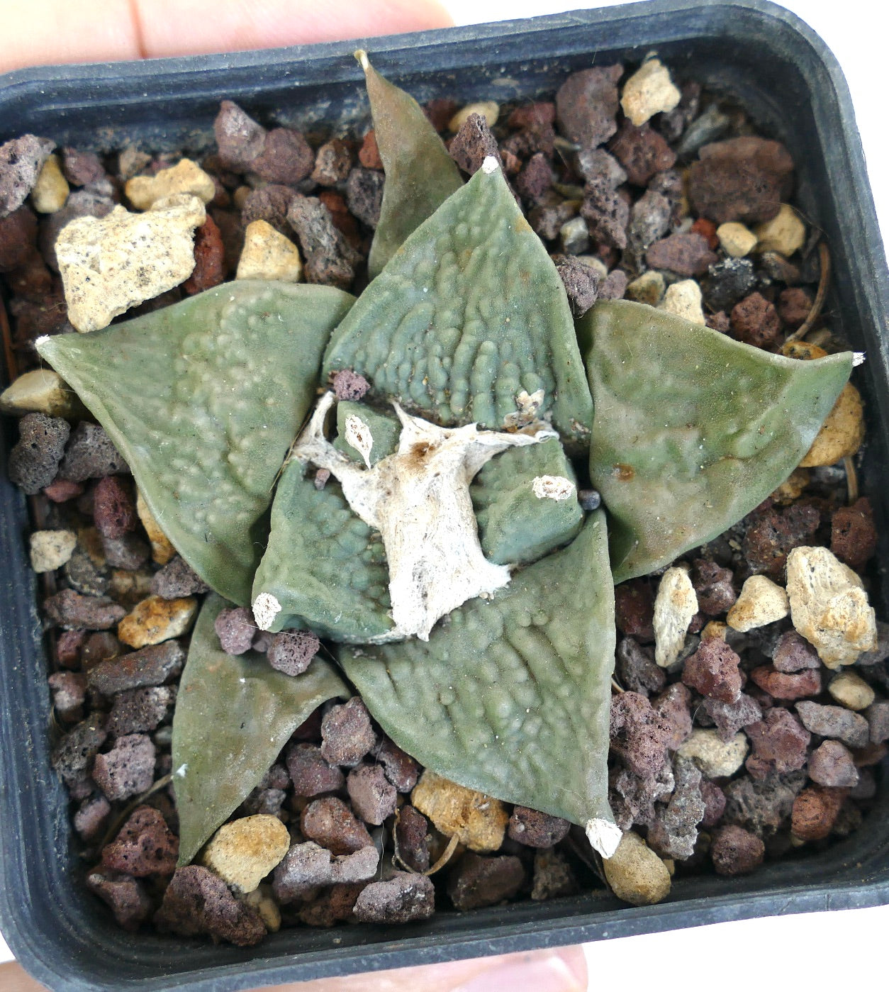 Ariocarpus retusus cv FRUMUDOSU (wide leaves) X cv CAULIFLOWER