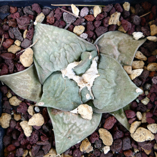 Ariocarpus retusus cv FRUMUDOSU (wide leaves) X cv CAULIFLOWER