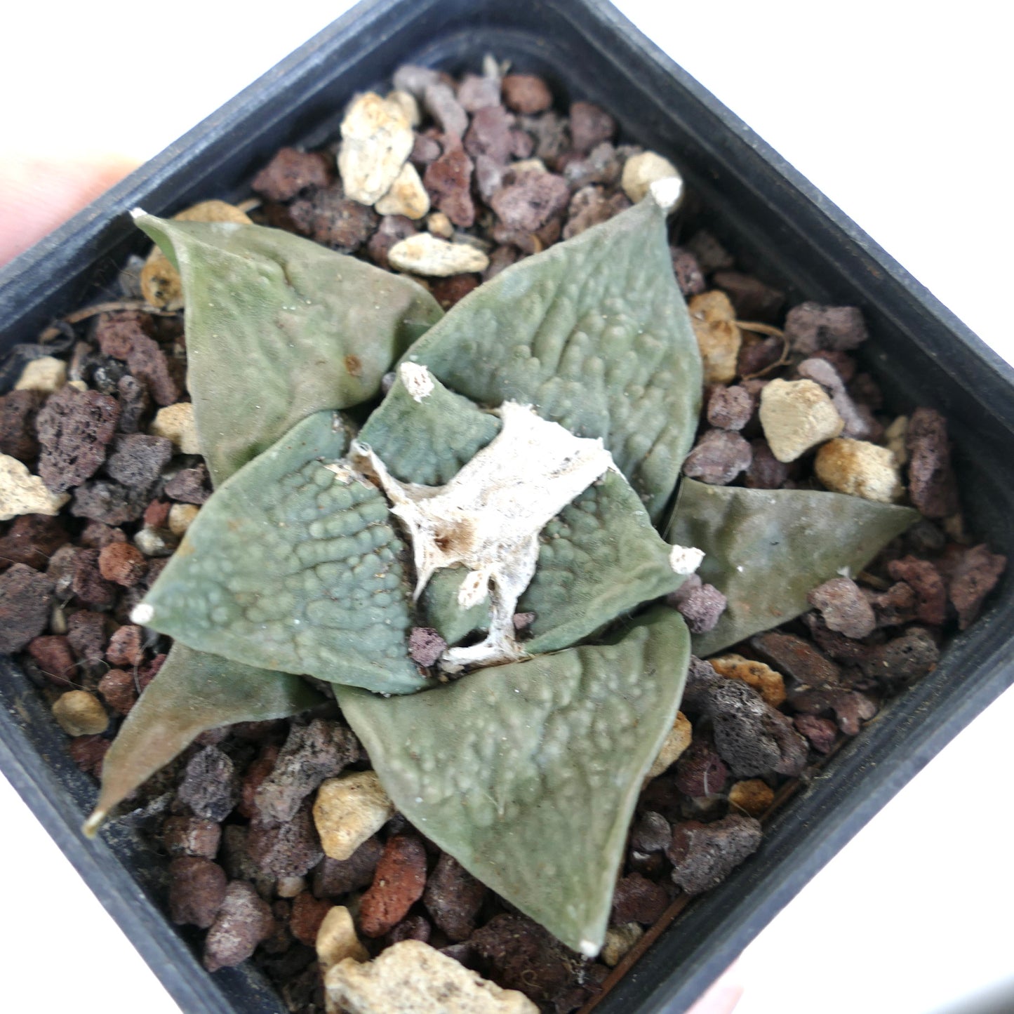 Ariocarpus retusus cv FRUMUDOSU (wide leaves) X cv CAULIFLOWER