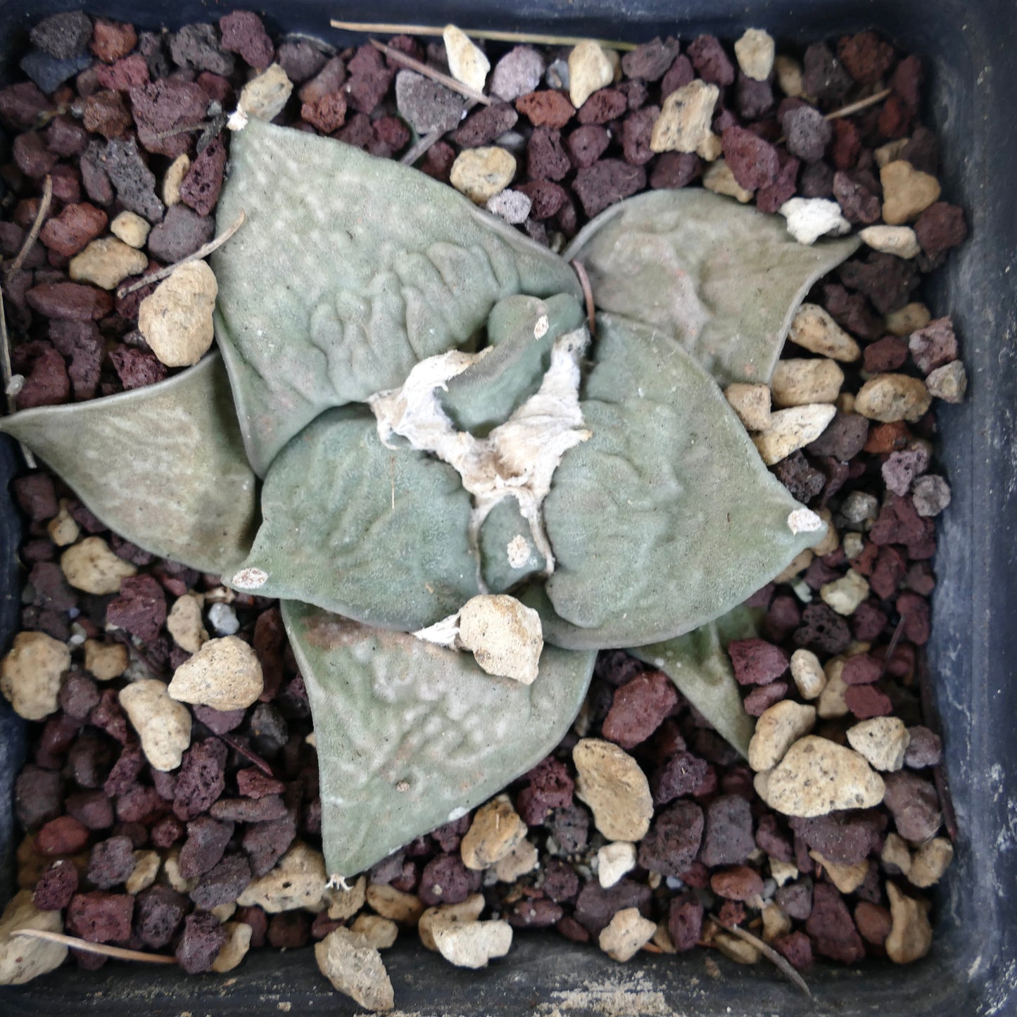 Ariocarpus retusus cv FRUMUDOSU (wide leaves) X cv CAULIFLOWER