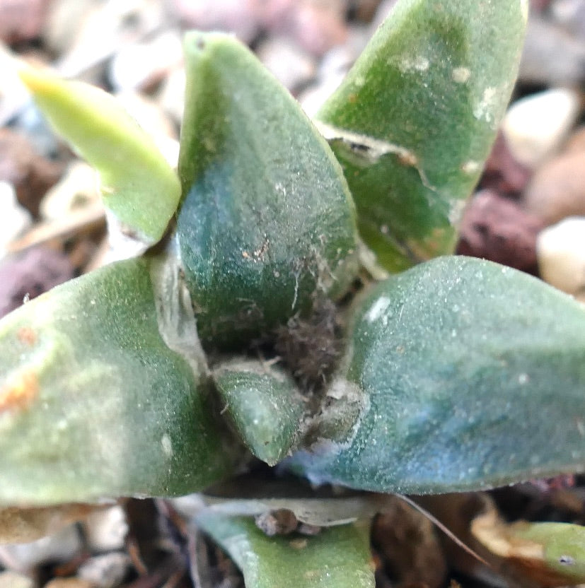 Ariocarpus retusus cv GREEN STAR x Ariocarpous retusus cv CAULIFLOWER