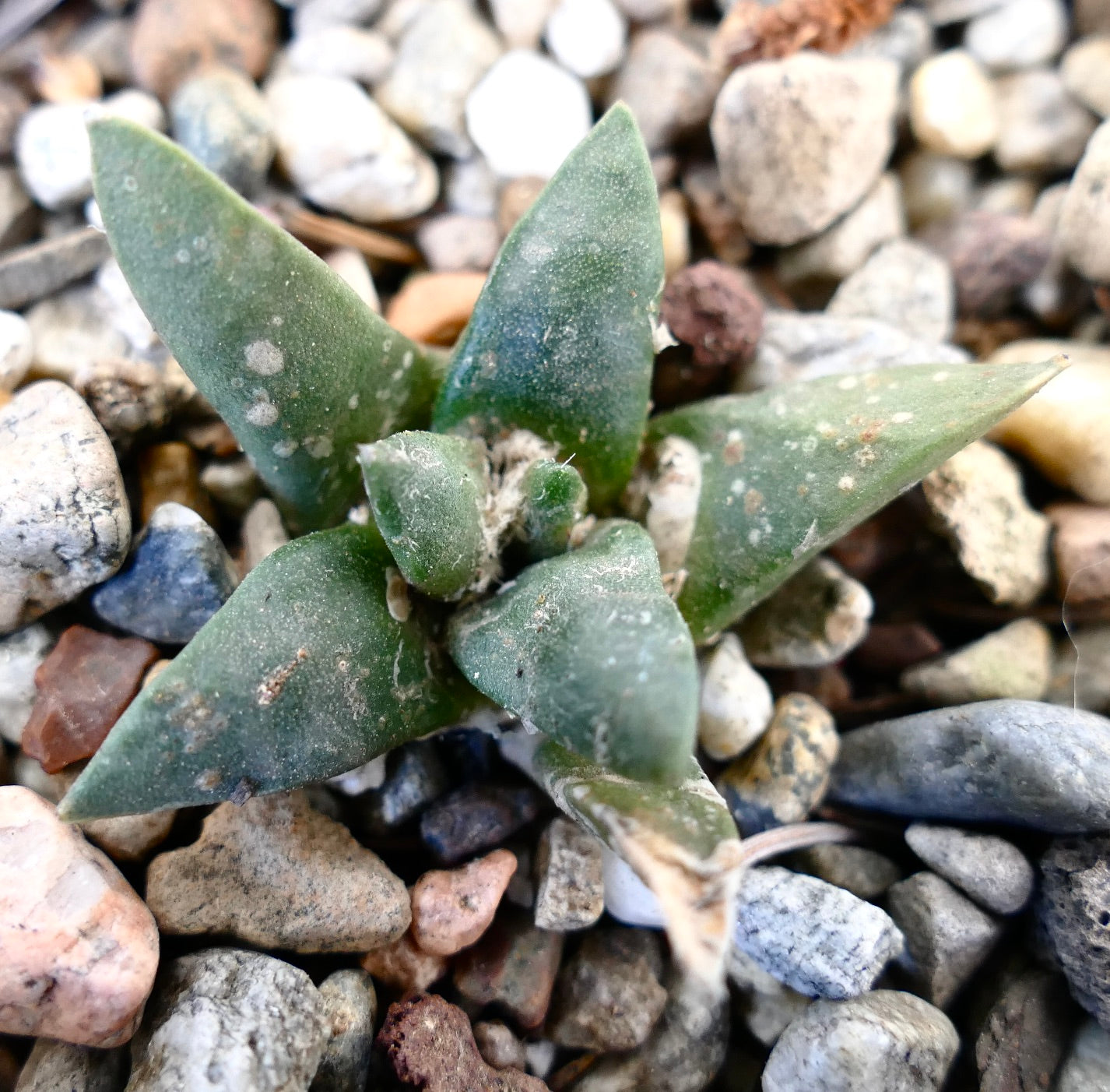 Ariocarpus retusus cv GREEN STAR x Ariocarpous retusus cv CAULIFLOWER