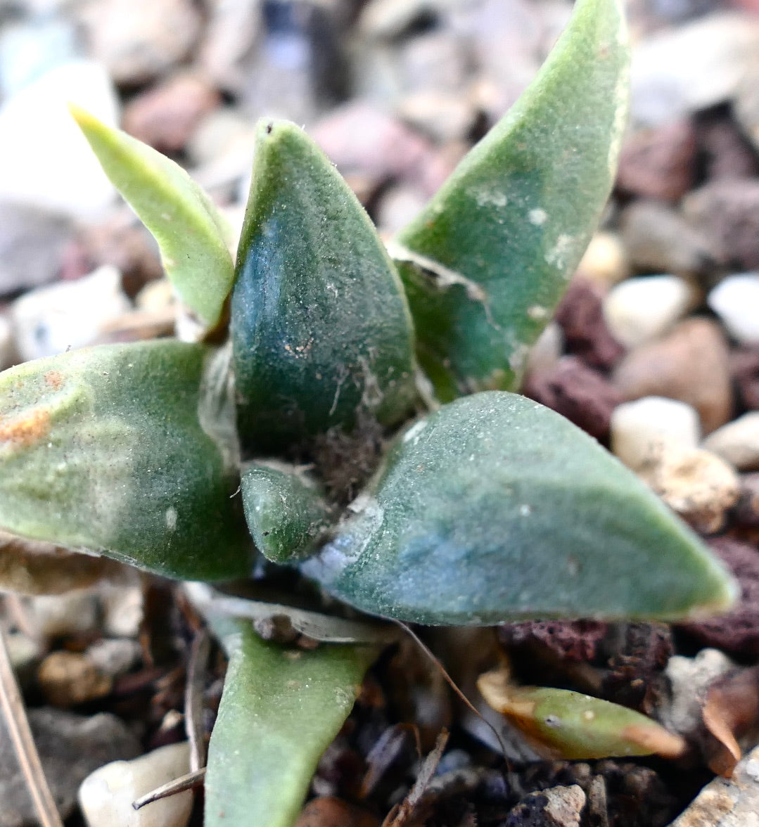 Ariocarpus retusus cv GREEN STAR x Ariocarpous retusus cv CAULIFLOWER