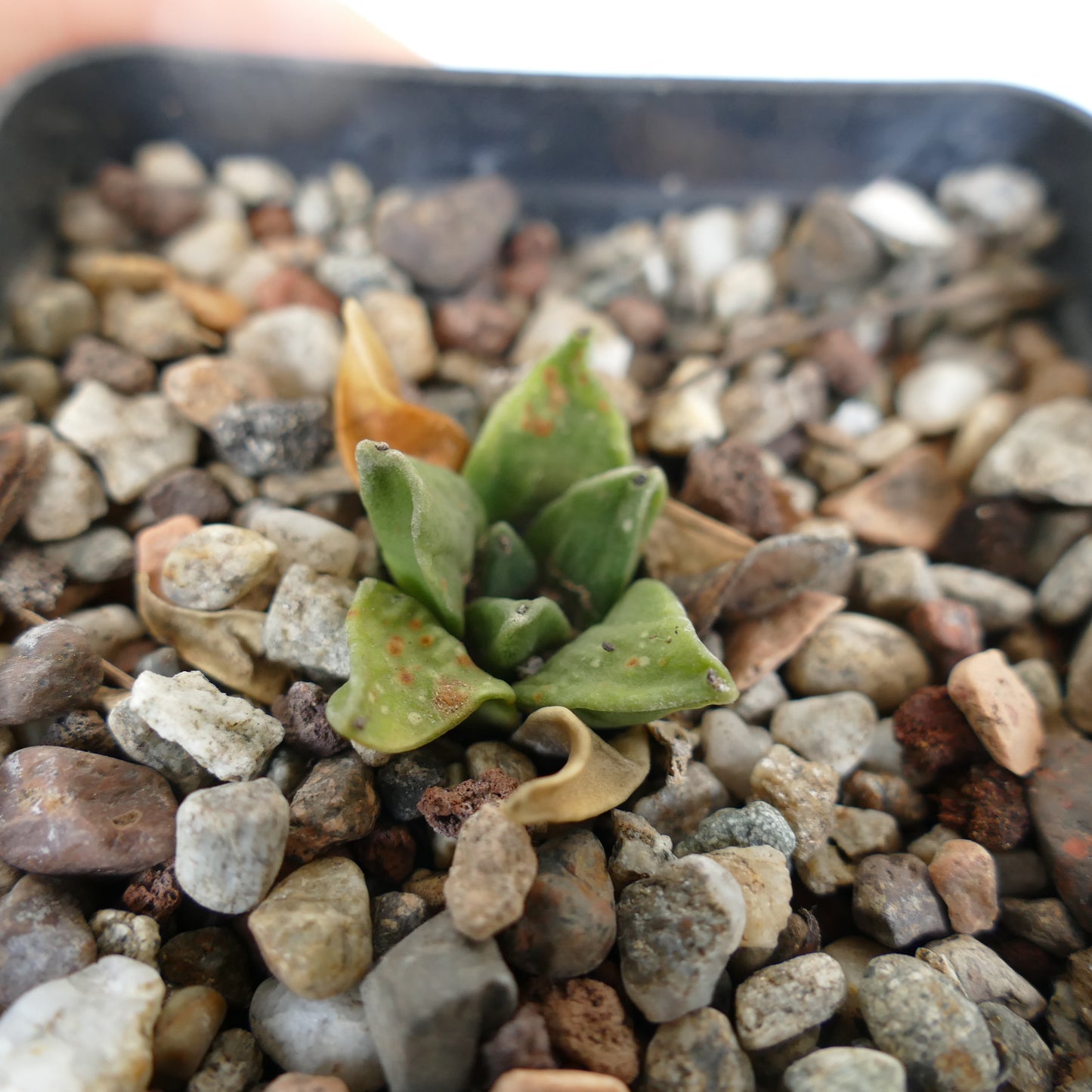 Ariocarpus retusus cv GREEN STAR x Ariocarpus retusus FURFURACEUS