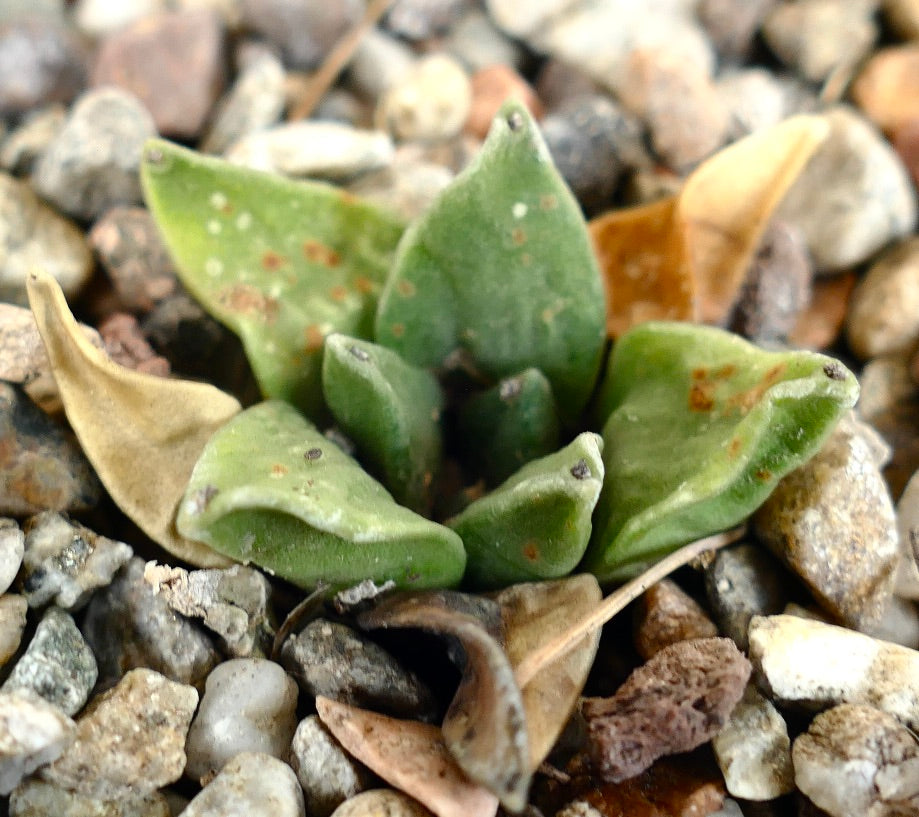 Ariocarpus retusus cv GREEN STAR x Ariocarpus retusus FURFURACEUS