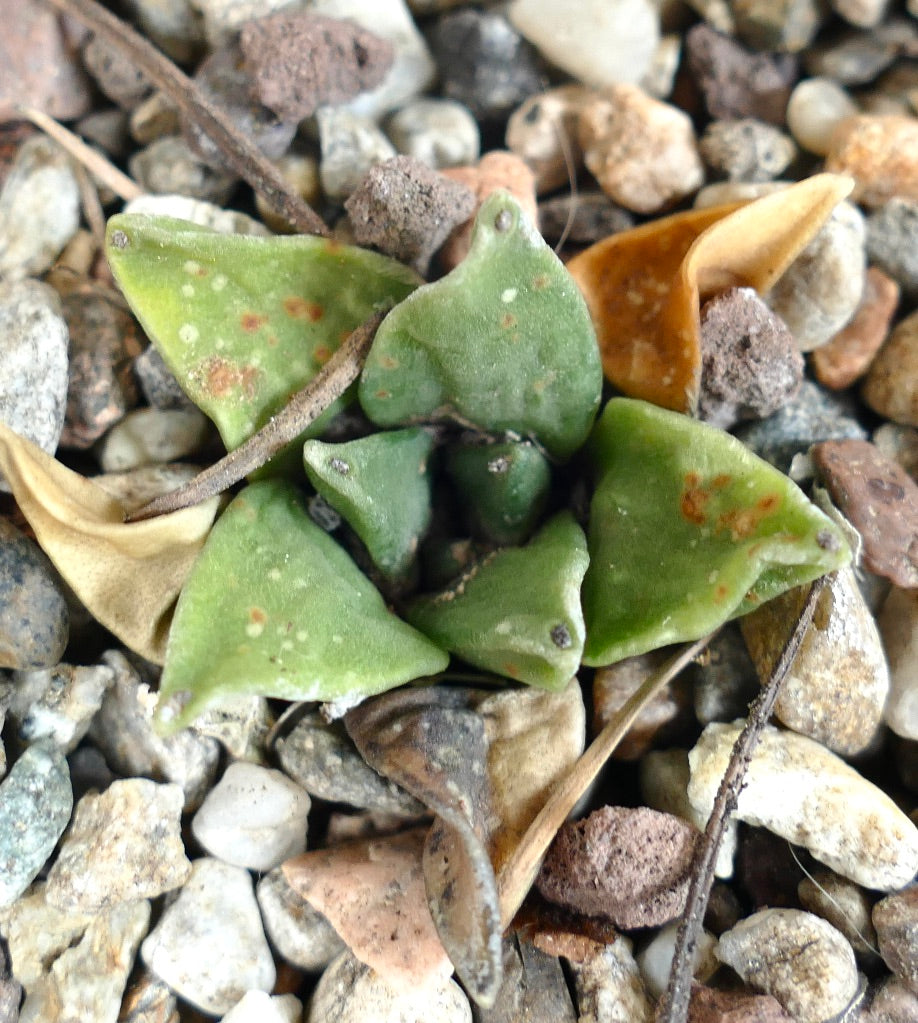 Ariocarpus retusus cv GREEN STAR x Ariocarpus retusus FURFURACEUS