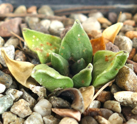 Ariocarpus retusus cv GREEN STAR x Ariocarpus retusus FURFURACEUS