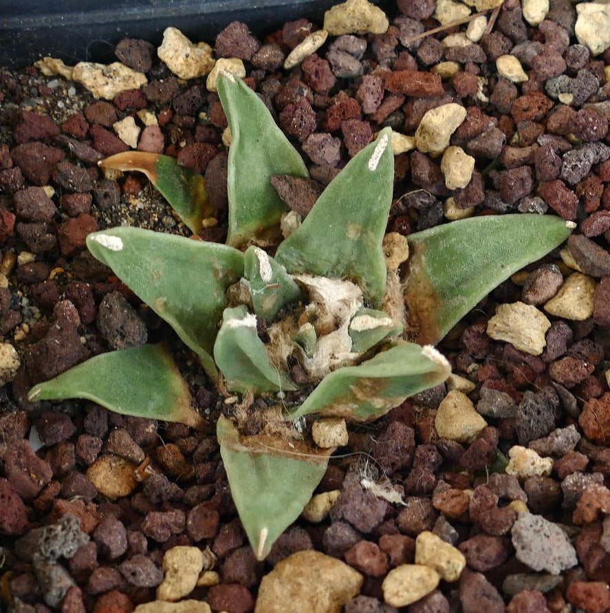 Ariocarpus retusus cv PECTINATUS x Ariocarpus retusus “LONGIFOLIUS”