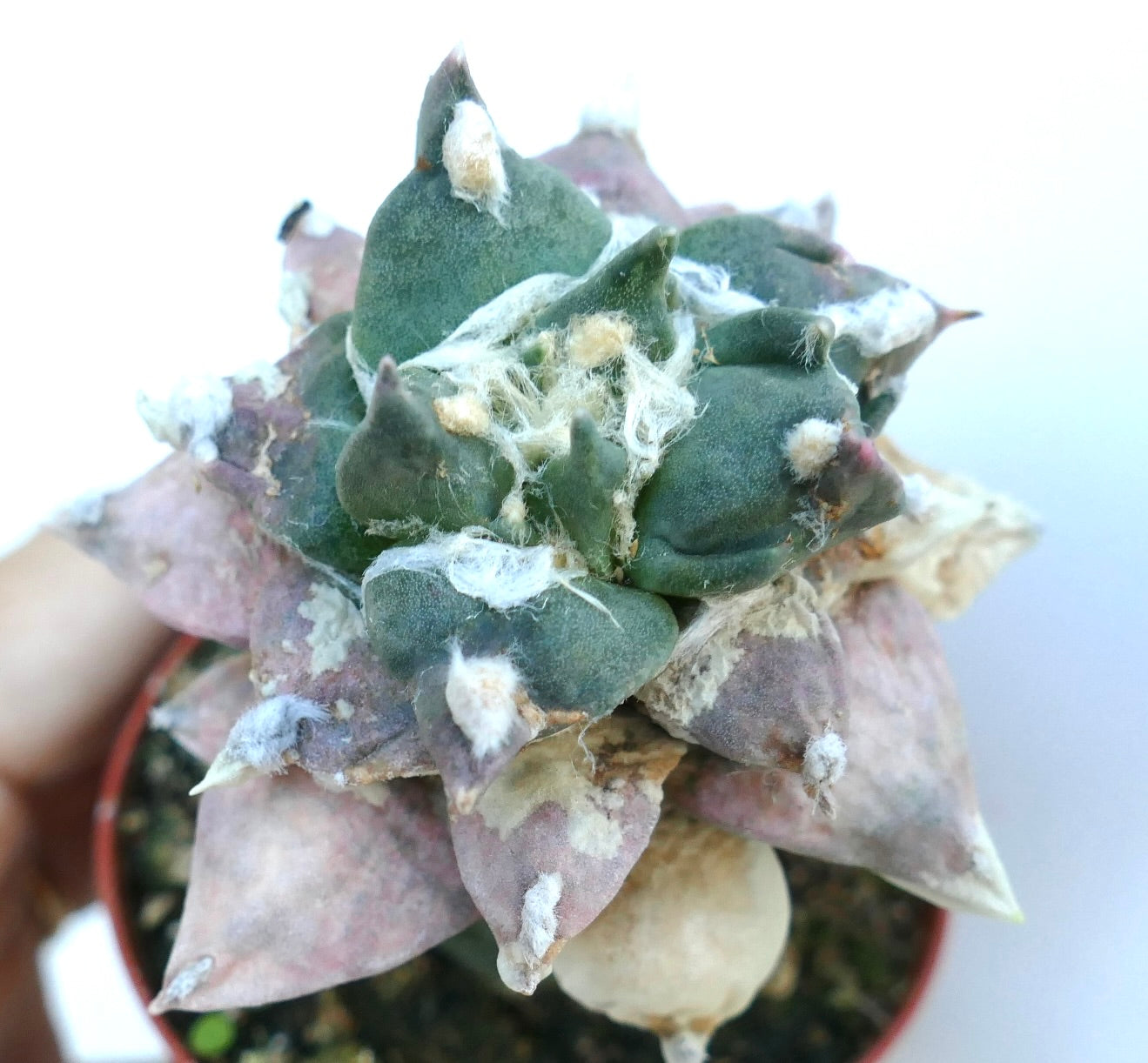 三角形の緑と紫の斑入りイボが白い綿毛の斑点で覆われた、鉢植えのアリオカルプス・レトゥスス cv. トリフィンガー斑入り種。