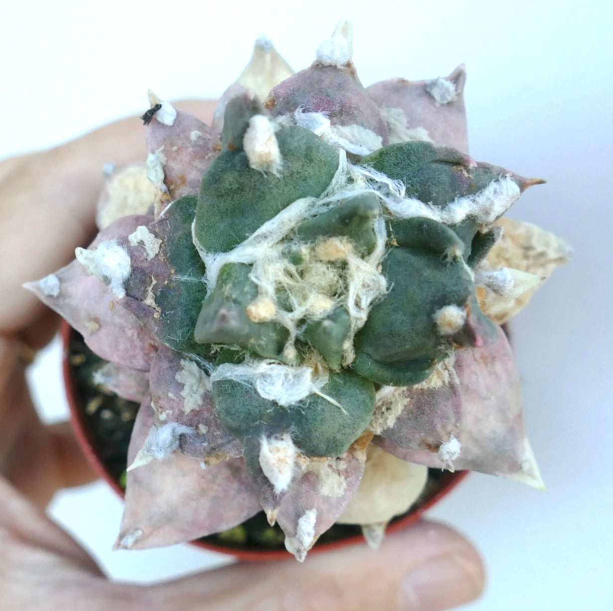 アリオカルプス・レトゥスス cv. トリフィンガー 斑入り品種の上からの眺め。綿毛をまとった塊状の肉瘤と鮮やかな斑入り模様が際立っています。