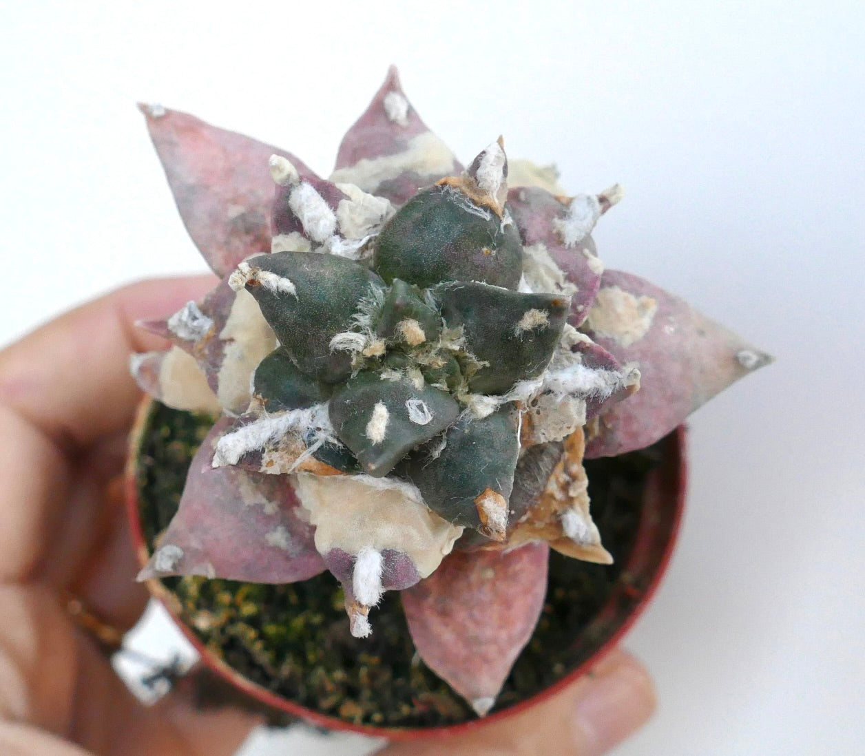 Top view of Ariocarpus retusus cv Trifinger variegated showing triangular tubercles with mixed green, cream, and pink variegation, growing in a small pot.