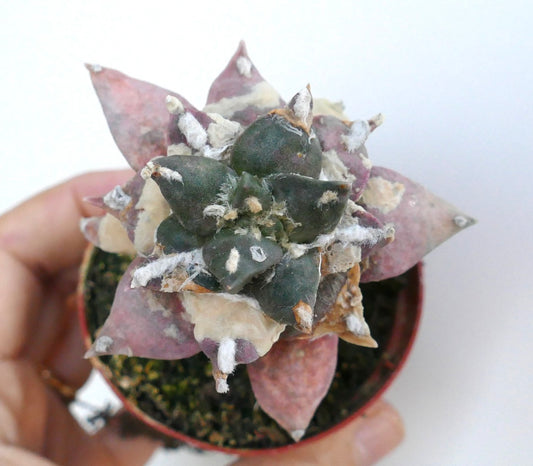 Top view of Ariocarpus retusus cv Trifinger variegated showing triangular tubercles with mixed green, cream, and pink variegation, growing in a small pot.