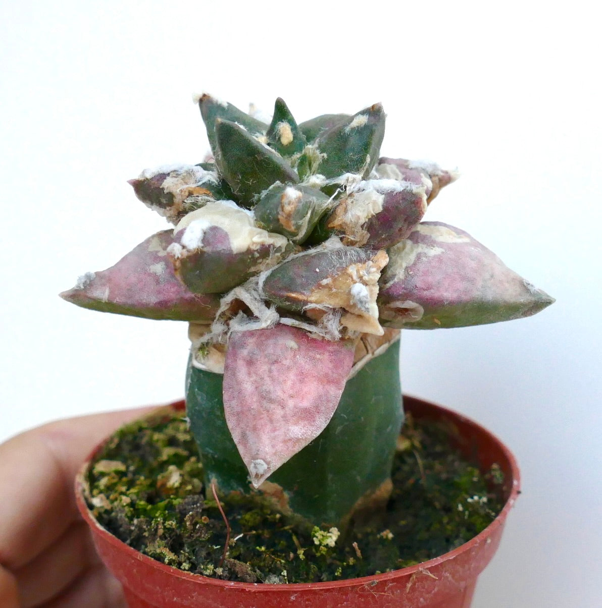 Side view of Ariocarpus retusus cv Trifinger variegated, highlighting its upright growth, thick triangular tubercles, and pinkish variegated outer leaves.