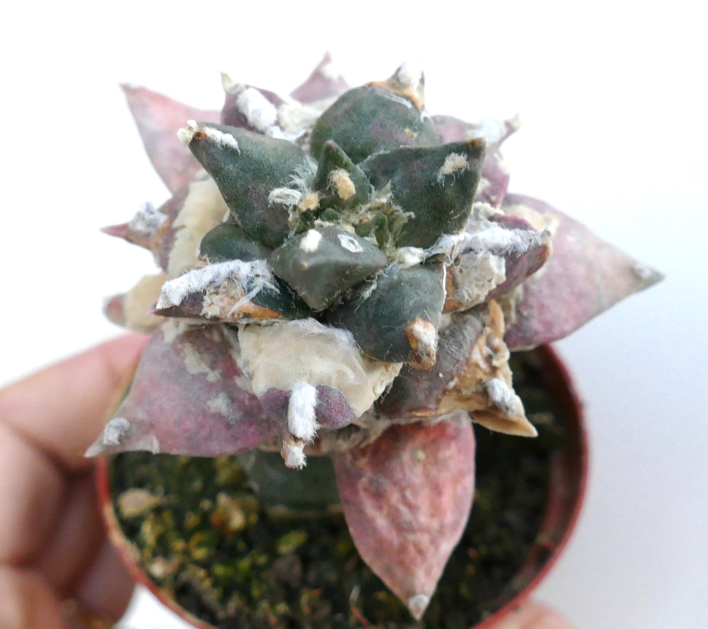Close-up overhead view of Ariocarpus retusus cv Trifinger variegated with clustered triangular tubercles and patches of cream and pink variegation.