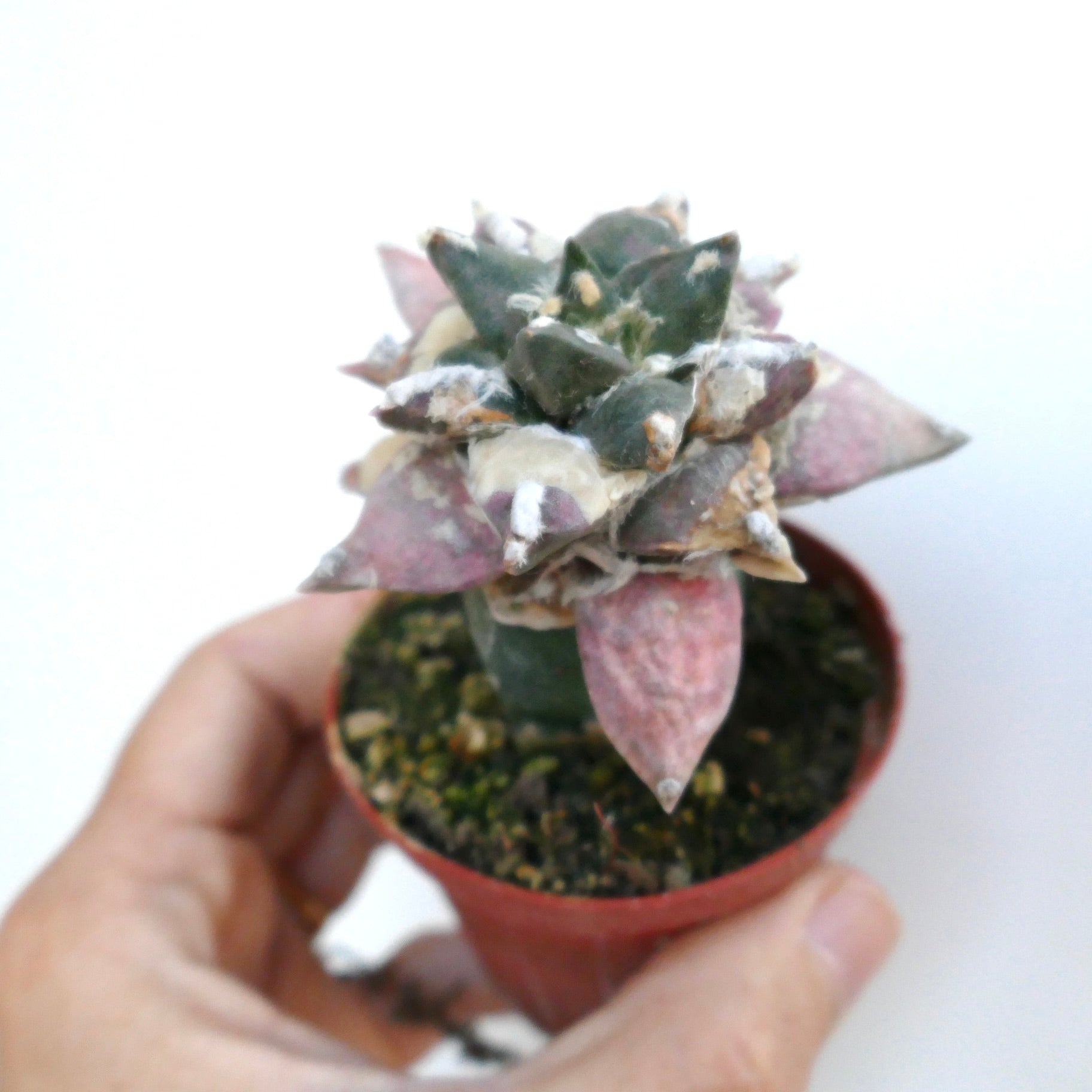 Potted Ariocarpus retusus cv Trifinger variegated with compact rosette of green and pinkish tubercles, held in hand.