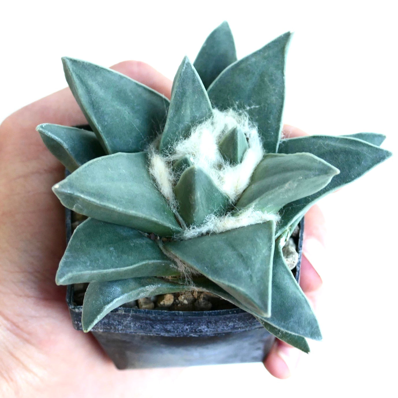 Ariocarpus retusus cv "Green Star" SEEDS