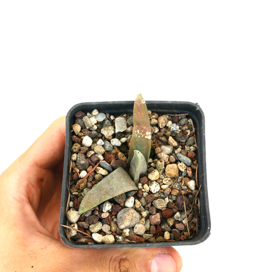 Ariocarpus retusus form longituberosus