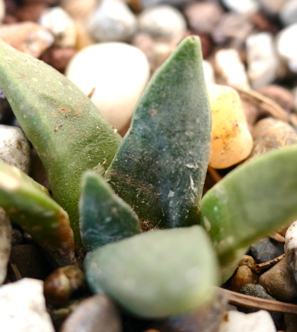 Ariocarpus retusus form longituberosus X Ariocarpus retusus GREEN STAR