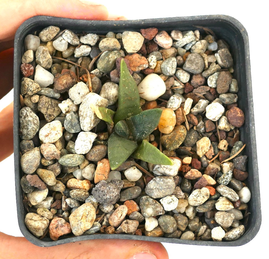 Ariocarpus retusus form longituberosus X Ariocarpus retusus GREEN STAR