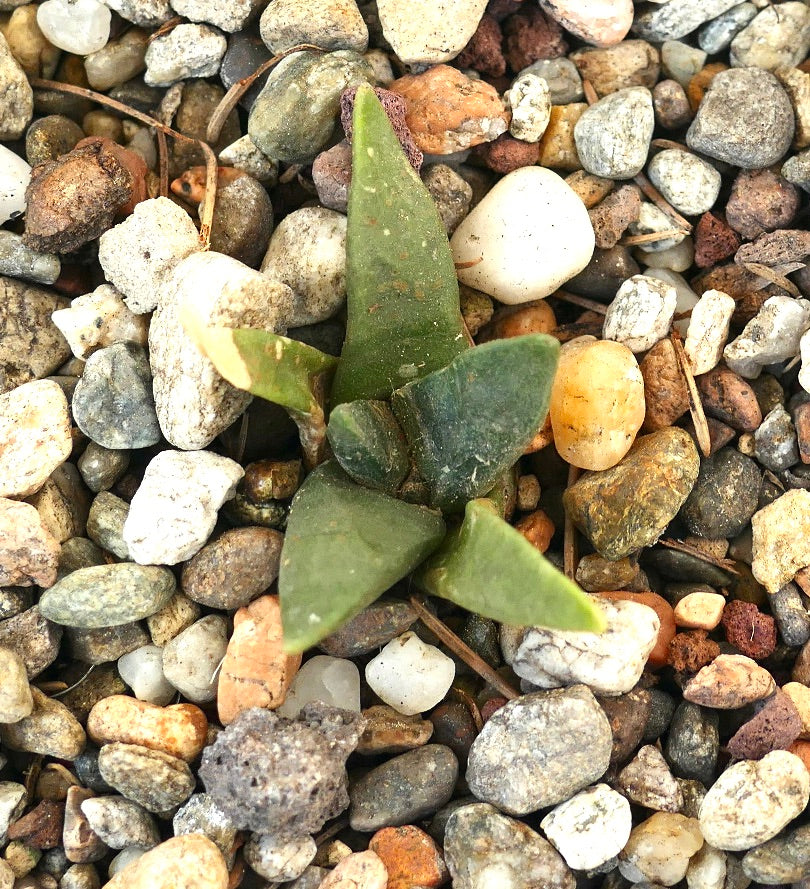 Ariocarpus retusus form longituberosus X Ariocarpus retusus GREEN STAR