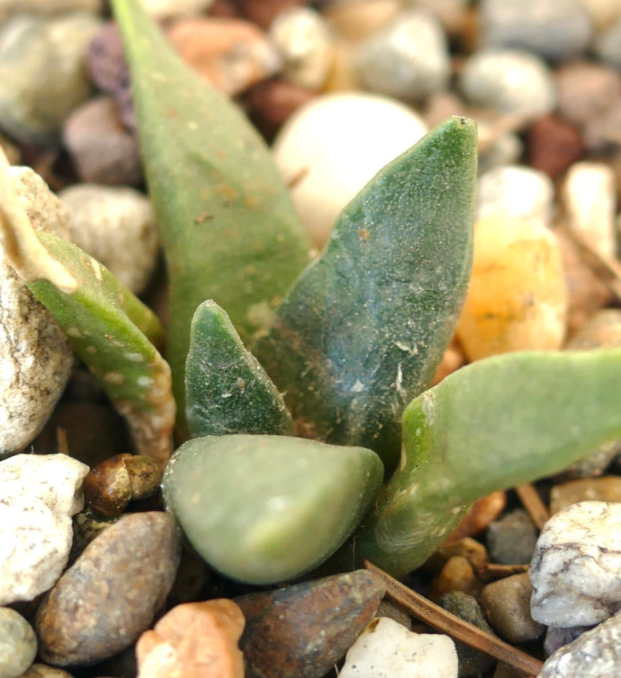 Ariocarpus retusus form longituberosus X Ariocarpus retusus GREEN STAR