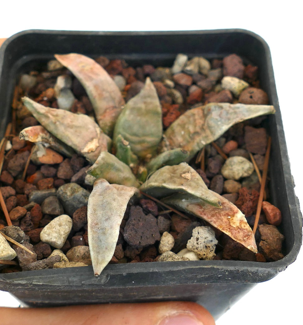 Ariocarpus retusus form longtuberosus