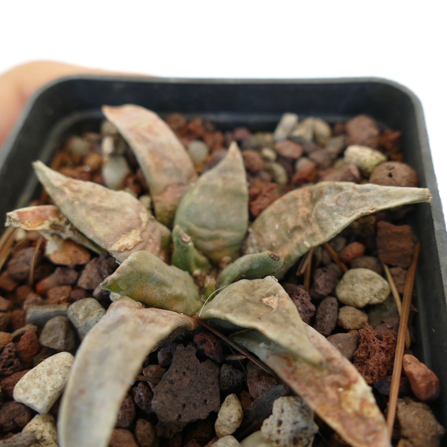 Ariocarpus retusus form longtuberosus