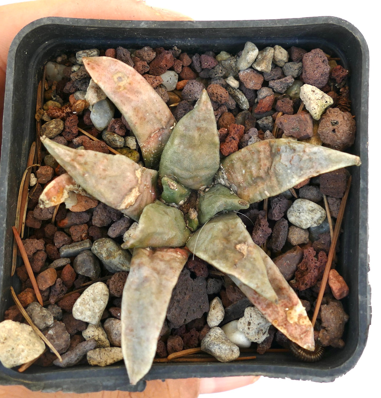 Ariocarpus retusus form longtuberosus