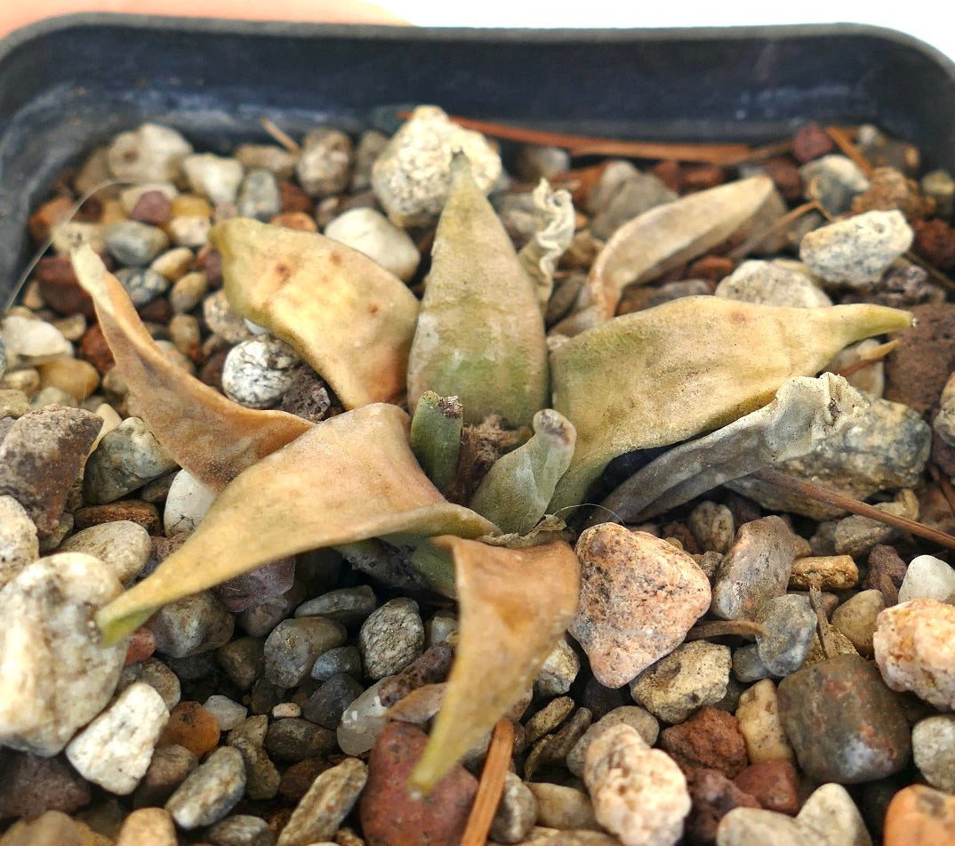 Ariocarpus retusus form longtuberosus