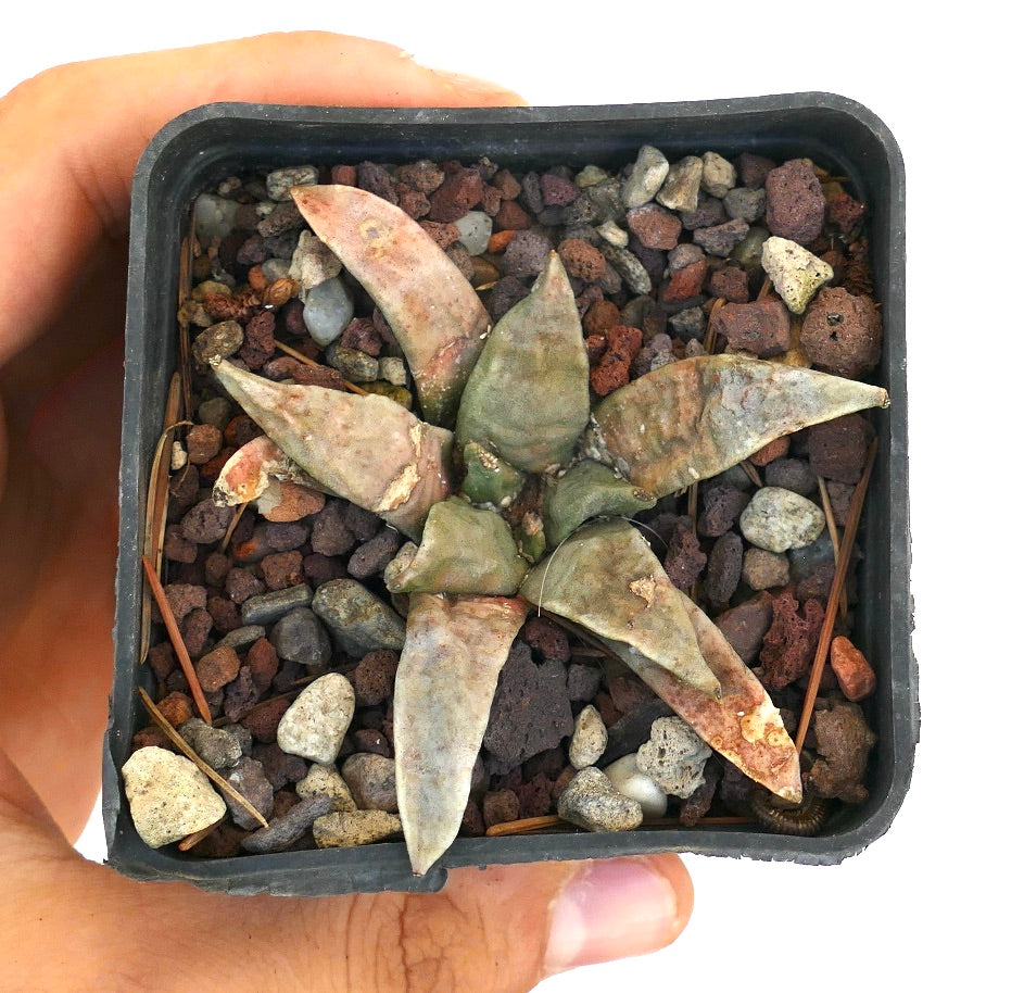 Ariocarpus retusus form longtuberosus