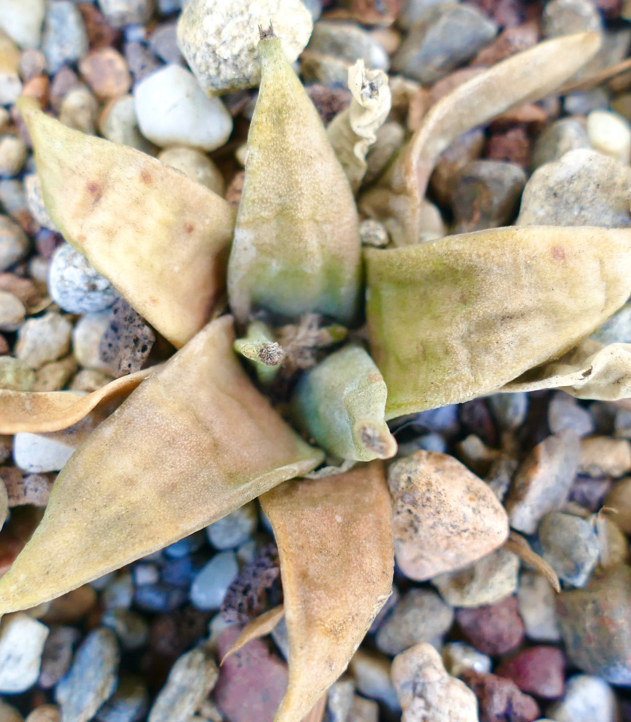 Ariocarpus retusus form longtuberosus