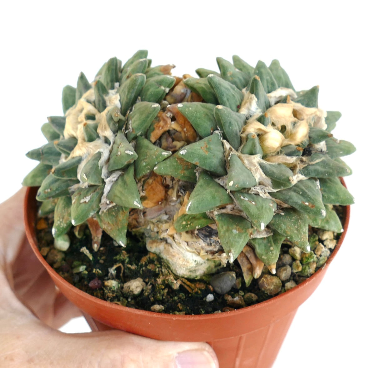Cluster of Ariocarpus retusus var. scapharostroides in a brown plastic pot, showing green triangular tubercles with woolly centers and dried brown patches.