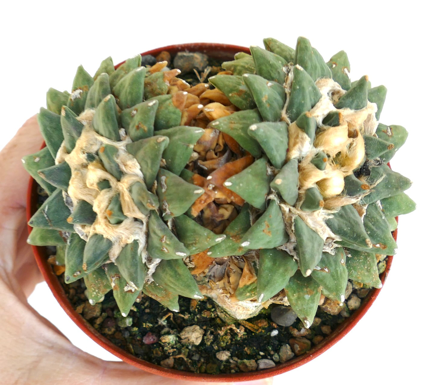 Top view of Ariocarpus retusus var. scapharostroides, highlighting its rosette of pointed tubercles with white wool in the crown and aged tissue in the middle.