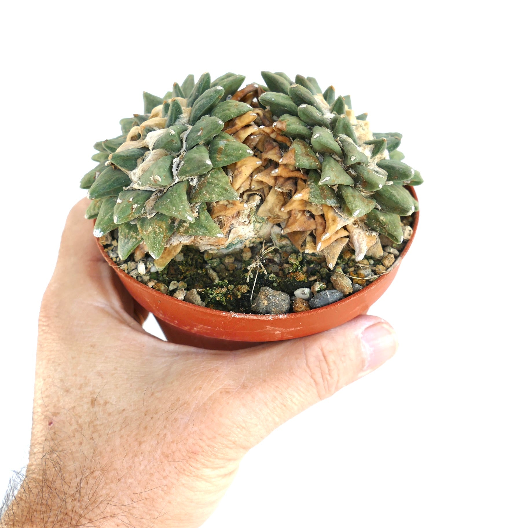 Side view of Ariocarpus retusus var. scapharostroides held in hand, with compact triangular tubercles and visible dried lower growth.