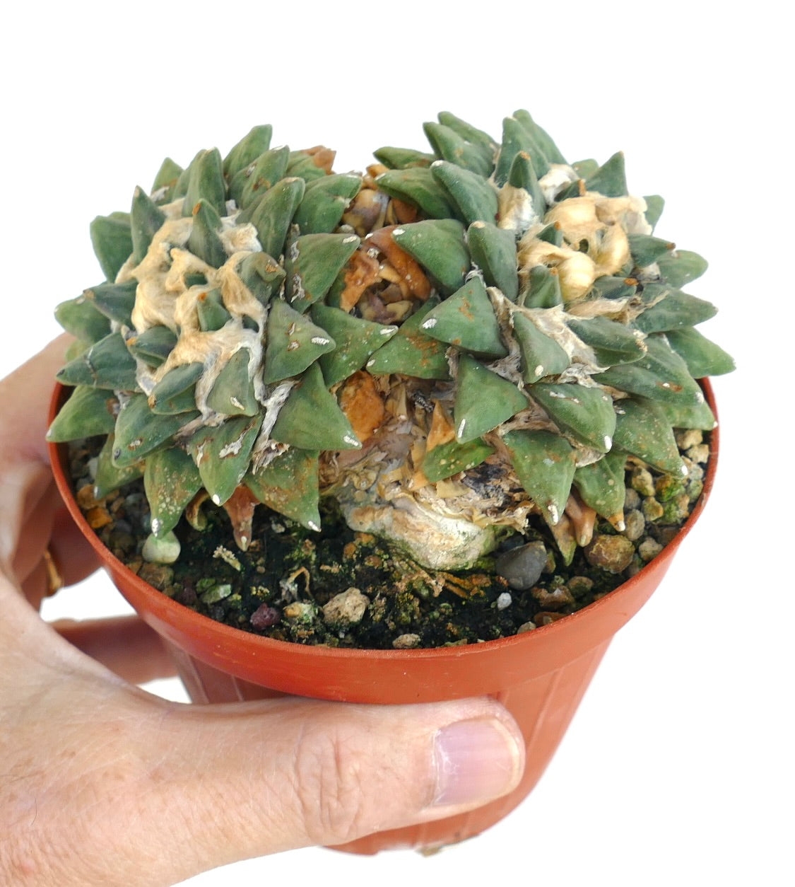 Close-up of Ariocarpus retusus var. scapharostroides in cultivation, displaying dense triangular tubercles, woolly areoles, and natural aging at the base.