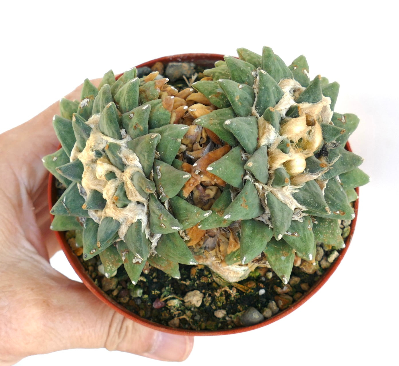 Top-down view of Ariocarpus retusus var. scapharostroides, showing clustered rosettes of pointed green tubercles with wool and some dried central segments.