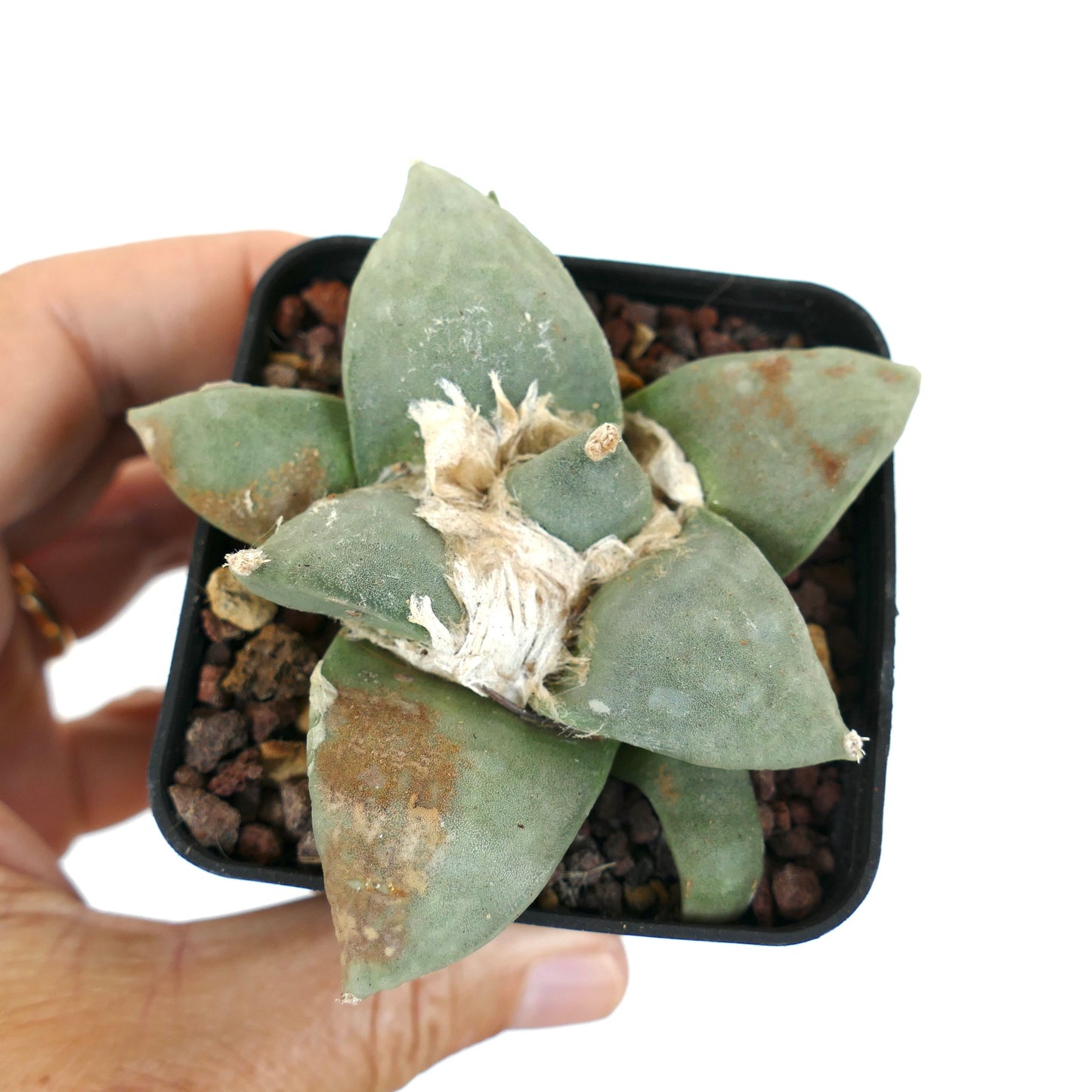 Ariocarpus retusus x Ariocarpus retusus cv FRUMUDOSU