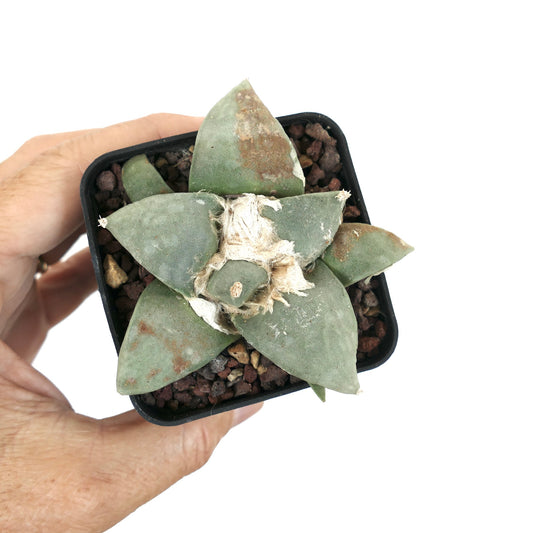 Ariocarpus retusus x Ariocarpus retusus cv FRUMUDOSU