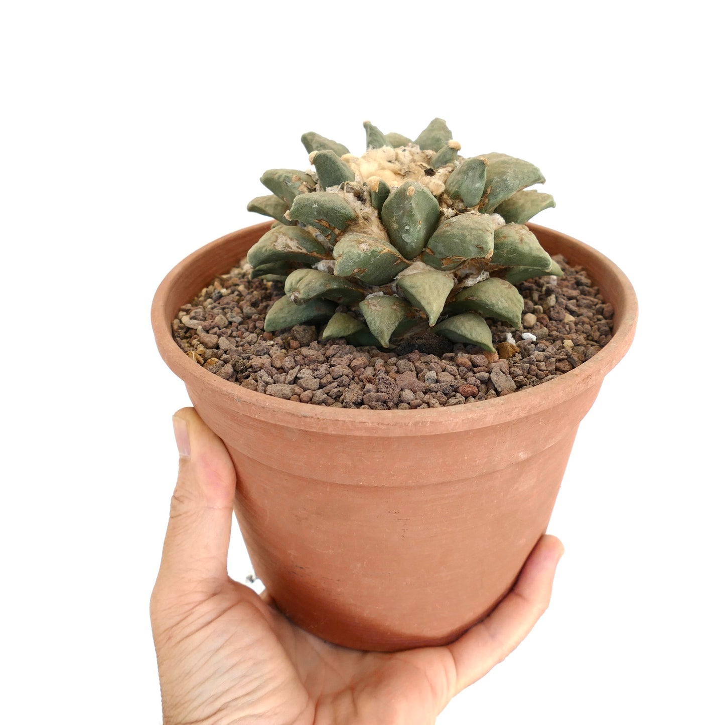 อาเรียการ์ปัส เรทูซัส กระบองเพชรอวบน้ำที่มียอดหนาสามเหลี่ยมในกระถางเทอราคอตต้า