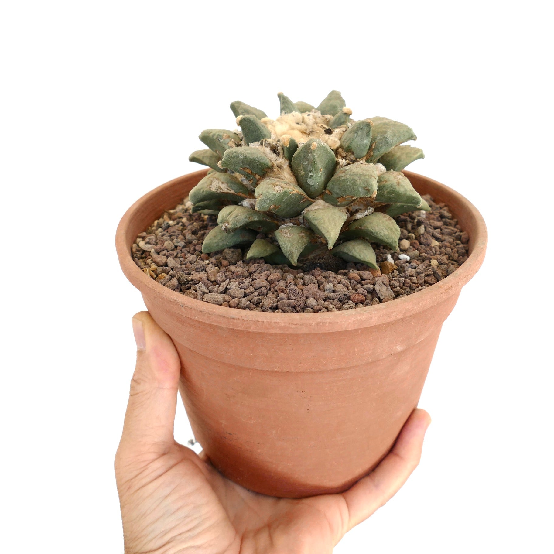 อาเรียการ์ปัส เรทูซัส กระบองเพชรอวบน้ำที่มียอดหนาสามเหลี่ยมในกระถางเทอราคอตต้า