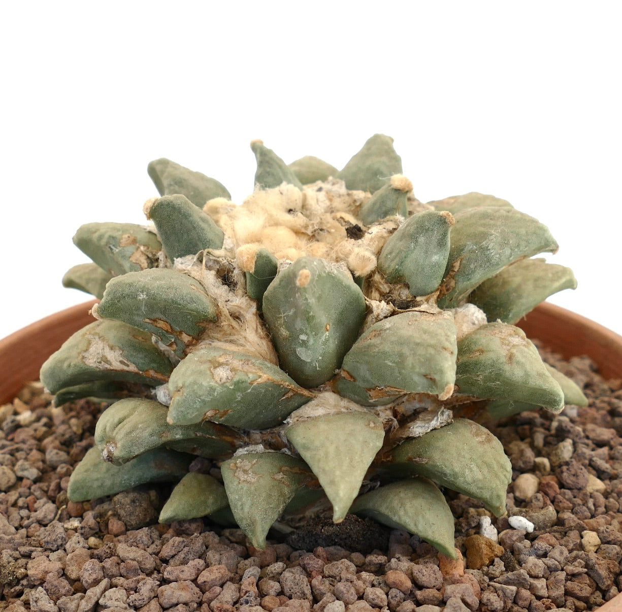 อาริโอคาร์ปุส เรตูซัส กระบองเพชรอวบน้ำมีติ่งเนื้อเขียวหนาและกลางต้นมีขนปุยในกระถาง